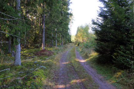 A path in the forest on a sunny day with fir and pine trees on both sidesの写真素材