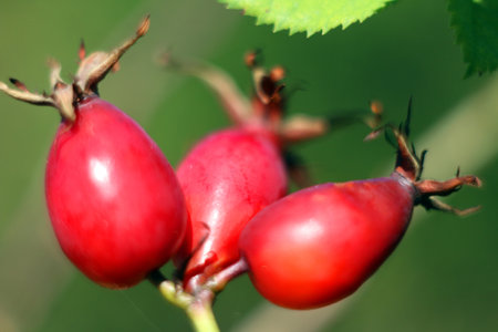Red rose hips on a green blurred background, macro photographyの写真素材