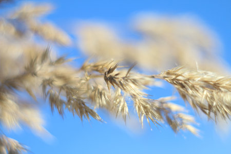 Bentgrass in a meadow on a blurred background, in wild natureの写真素材