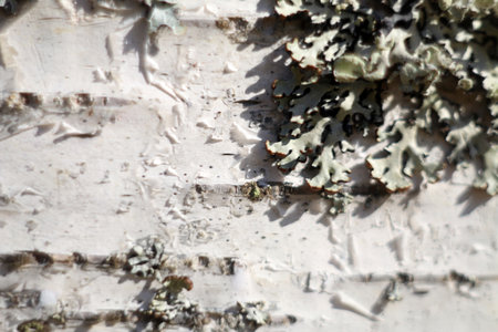 Birch trunk photographed on a sunny day, macro photographyの写真素材