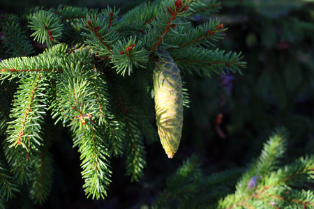 A sunlit spruce branch with a young, immature coneの写真素材