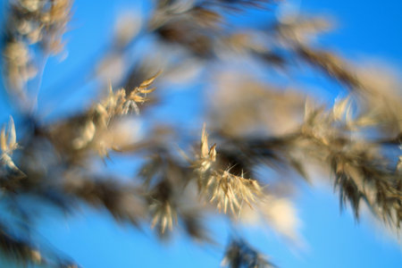 Bentgrass in a meadow on a blurred background, in wild natureの写真素材