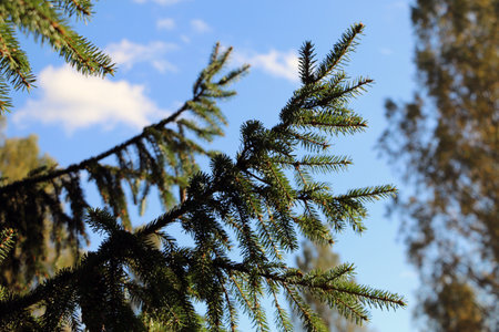 Fir branches on a sky background, blue sky with cloudsの写真素材