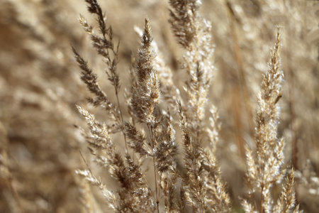 Bentgrass in a meadow on a blurred background, in wild natureの写真素材