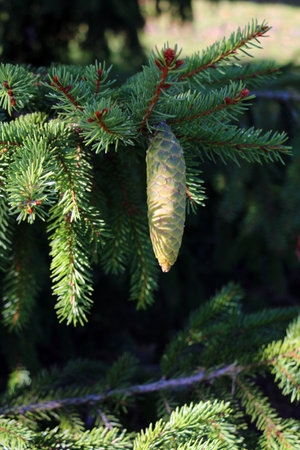 A sunlit spruce branch with a young, immature coneの写真素材