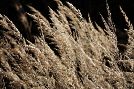 Bentgrass in a meadow on a dark background, in wild natureの写真素材