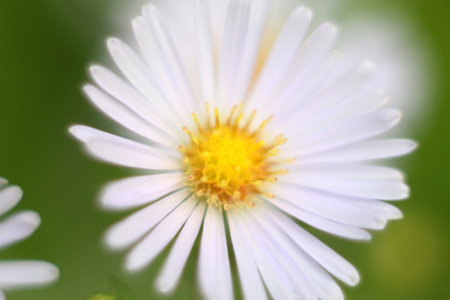 White flower in a meadow on a blurred background, macro photographyの写真素材