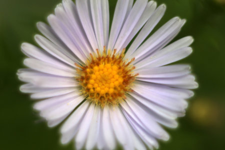 White flower in a meadow on a blurred dark background, macro photographyの写真素材