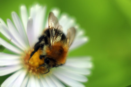 Close-up of a bumblebee collecting nectar on a white daisy flower with a yellow center, set against a soft green blurred background, symbolizing pollination and nature.の写真素材