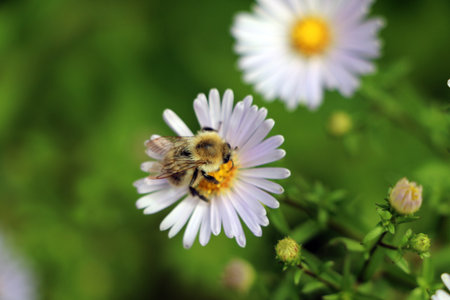 A bee collects nectar from white flowers in a meadow with a blurred backgroundの写真素材
