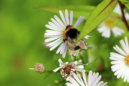 A bee collects nectar from white flowers in a meadow with a blurred backgroundの写真素材