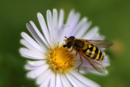A wasp collects nectar from a white flower in a meadow with a blurred backgroundの写真素材
