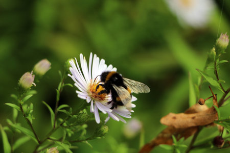 A bee collects honey from white flowers in a meadow with a blurred backgroundの写真素材