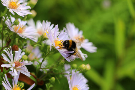 A bee collects honey from white flowers in a meadow with a blurred backgroundの写真素材