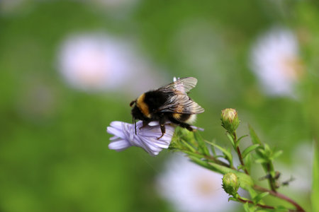 A bee collects honey from white flowers in a meadow with a blurred backgroundの写真素材