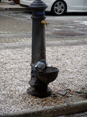 Street view with an old water pump and a pigeonの写真素材