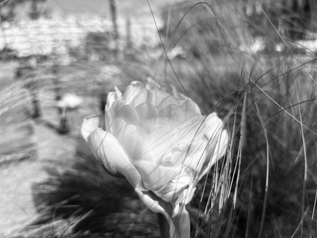 Close-up of a delicate flower in bloom surrounded by tall grass, captured in black and white with soft natural light and blurred background.の写真素材