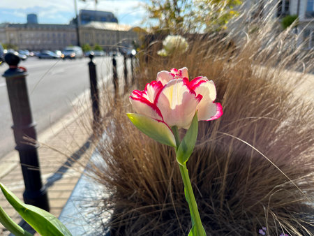 Tulip flower in urban environmentの写真素材