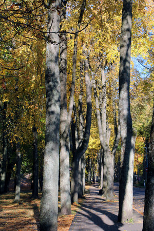 Trees with yellow leaves in an autumnal parkの写真素材