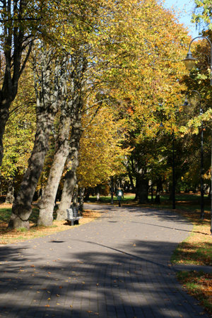 Trees with yellow leaves in an autumnal parkの写真素材