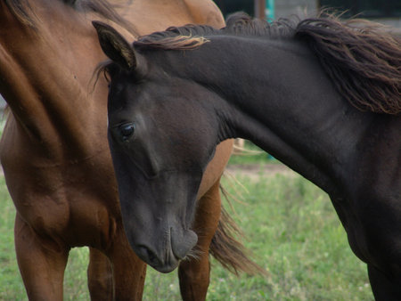 Close-up of a dark brown foal with a flowing mane standing beside an adult horse in a grassy...