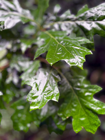 Close-up of glossy green oak leaves with sharp lobes and visible veins, covered in moisture,...