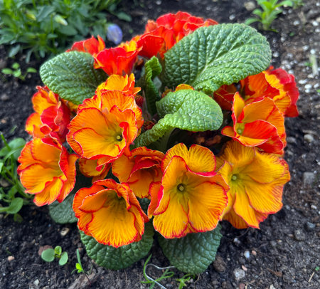 Close-up of vibrant orange and red primrose flowers with lush green leaves growing in dark soil, showing bright colors and natural garden beauty.の写真素材