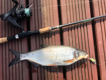 The image showcases a fishing rod and reel next to a freshly caught silver fish, likely a carp or...