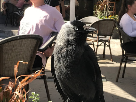 The image displays a jackdaw bird with black and gray feathers perched in a lively outdoor cafÃ©...