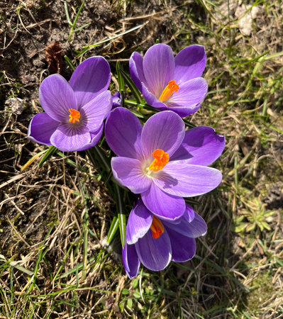 Cluster of vibrant purple crocus flowers with bright orange stamens blooming among grass and soil. A...