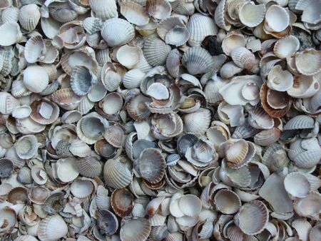 Sea shells