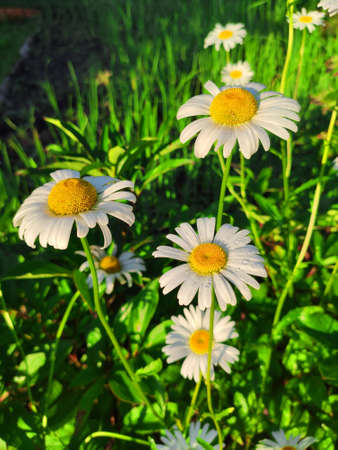 Fresh grass with dew drops in the background of the daisiesの写真素材