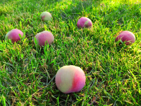 Six ripe apples lie in green grass