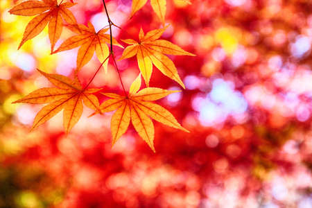 Colorful Leaves at Cheolam Maple Colony, Taebaek, Gangwondo, South Korea, Asia