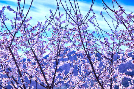 White Plum Blooming in Wondong Maehwa Village, Yangsan, South Korea, Asiaの写真素材