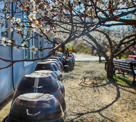 White Plum Blooming in Wondong Maehwa Village, Yangsan, South Korea, Asia