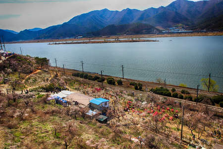 Plum Blooming in Wondong Maehwa Village, Yangsan, South Korea, Asiaの写真素材