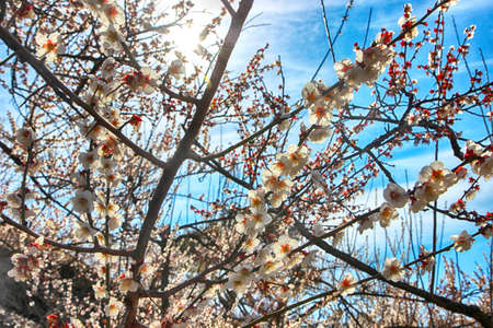 Plum Blooming in Wondong Maehwa Village, Yangsan, South Korea, Asiaの写真素材