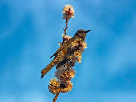 Apricot Blooming with Bird in Spring, Haeundae, Busan, South Korea, Asia.の写真素材