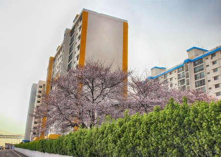 Cherry Blossoms Blooming in Namcheondong , Suyeonggu, Busan, South Korea, Asiaの写真素材
