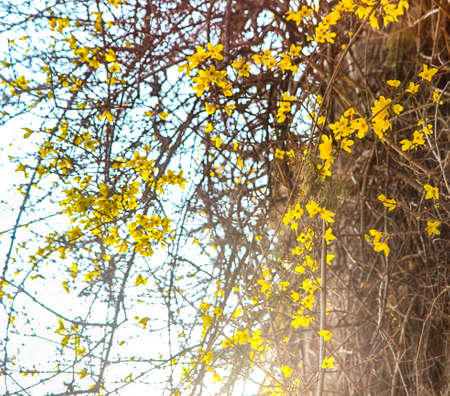 Forsythia Blooming in Spring, Haeundae, Busan, South Korea, Asiaの写真素材