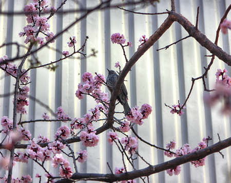 Apricot Blooming with Bird in Spring, Haeundae, Busan, South Korea, Asia.の写真素材