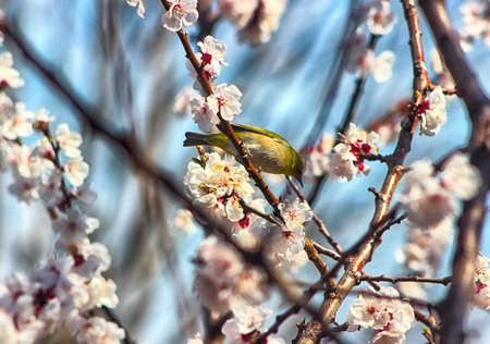 Apricot Blooming with Bird in Spring, Haeundae, Busan, South Korea, Asia.の写真素材