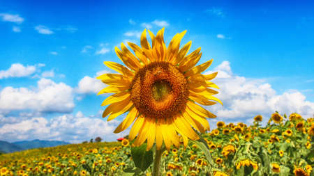 Sunflower Blooming in Gangju Village, HamAn County, South Korea, Asiaの写真素材
