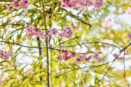 Cheery Blossom Blooming in Baehwa School in Busan, South Korea, Asia.