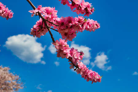 Spring of Oncheoncheon Citizens Park, Busan, South Korea, Asia