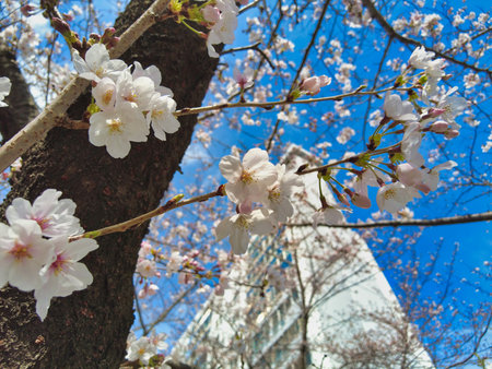 Cherry blossom Blooming in Oncheoncheon Stream, Busan, South Korea, Asia.の写真素材