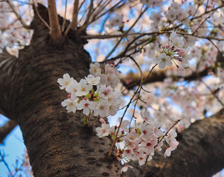 Cherry blossom Blooming in Oncheoncheon Stream, Busan, South Korea, Asia.