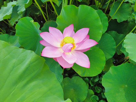 Lotus flower blooming in Junam Reservoir in Changwon ,Busan, South Korea, Asia.の写真素材