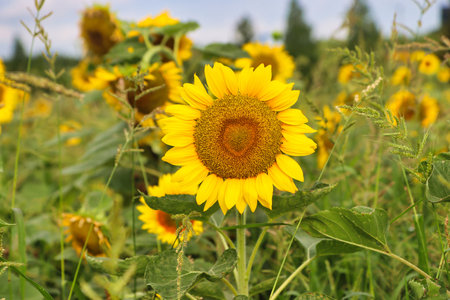 Yuchae Canola Flower Festival in Daejeo Ecological Park, Busan, South Korea, Asiaの写真素材